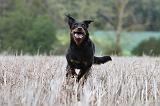 BEAUCERON 561